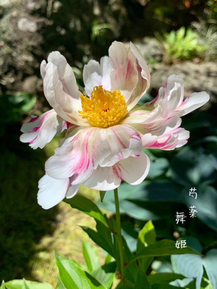 芍薬 舞姫の投稿画像 By 美野美谷さん 和の庭と絞り咲きと芍薬 と和風の庭とmy絞り咲き 月5月15日 Greensnap グリーンスナップ