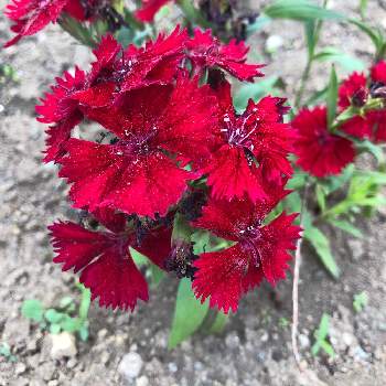 ナデシコ目の投稿画像一覧 Greensnap グリーンスナップ ナデシコ目の投稿画像一覧 Greensnap グリーンスナップ