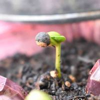 フウセンカズラ,ムクロジ科,バルコニー/ベランダの画像