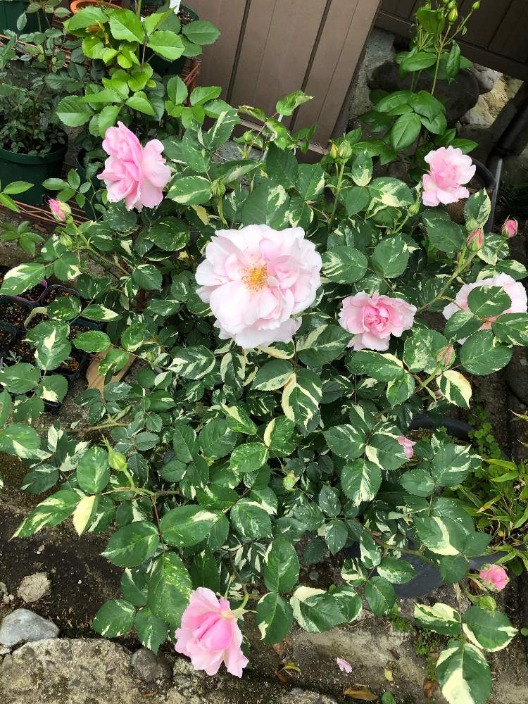 薔薇 ヘルシューレンの投稿画像 By まゆらさん 薔薇好きとおうち園芸と おうち園芸 フォトコンテストと今年も咲いてくれましたとネコ大好きと薔薇 月5月15日 Greensnap グリーンスナップ