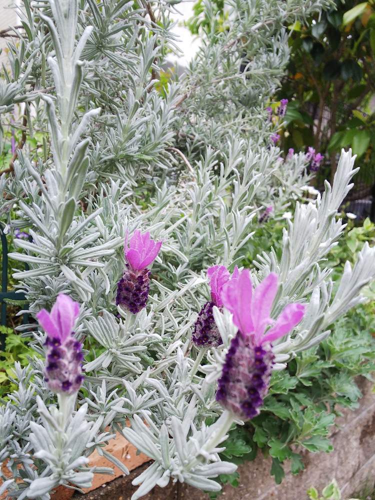 シルバーリーフ ラベンダーの投稿画像 By クッキーさん ラベンダー と小さな花壇とおうち園芸と花のある暮らしと小さなお庭と可愛いね 月5月15日 Greensnap グリーンスナップ