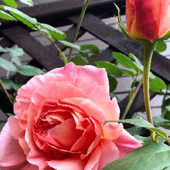 パピ・デルバールの画像 by ラ・マリエさん | パピ・デルバールと薔薇に魅せられてとマイガーデン♡と美しい♡とおうち園芸と我が家の花壇と可愛い〜♡ときれいな色と花のある暮らしと薔薇♪とアプリコット色と植木鉢と花は癒やし♡とガーデニングとラ・マリエ　薔薇2020 ٩( ᐛ )و