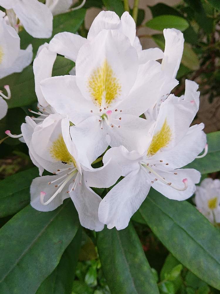 シャクナゲの投稿画像 By ジュリアーノさん 白い花と花のある暮らしとシャクナゲ 月5月15日 Greensnap グリーンスナップ