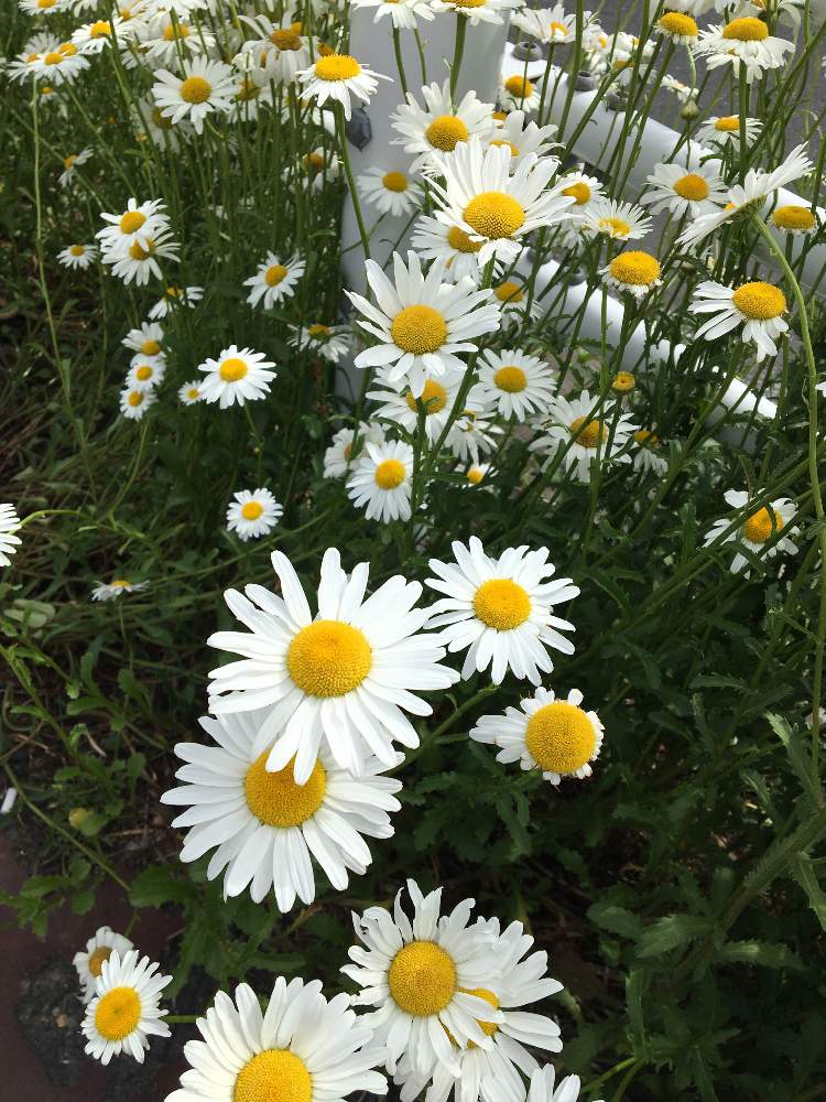 シャスターデージーの投稿画像 By あいひさん 月5月15日 Greensnap グリーンスナップ