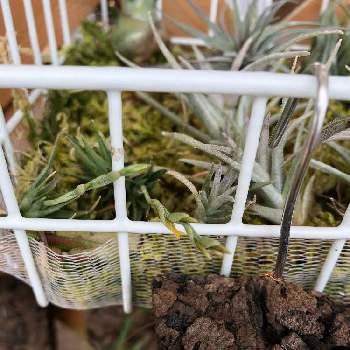 ティランジア カピタータ モーブの投稿画像一覧 Greensnap グリーンスナップ