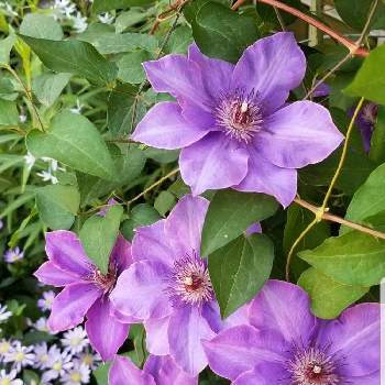 綺麗な紫♡の画像 by ピースさん | 玄関とテッセン(クレマチス)とおうち園芸と綺麗な紫♡と元気をお届け❤️と優しい気持ち♡と医療従事者に感謝と花のある暮らしと世界が平和になりますように