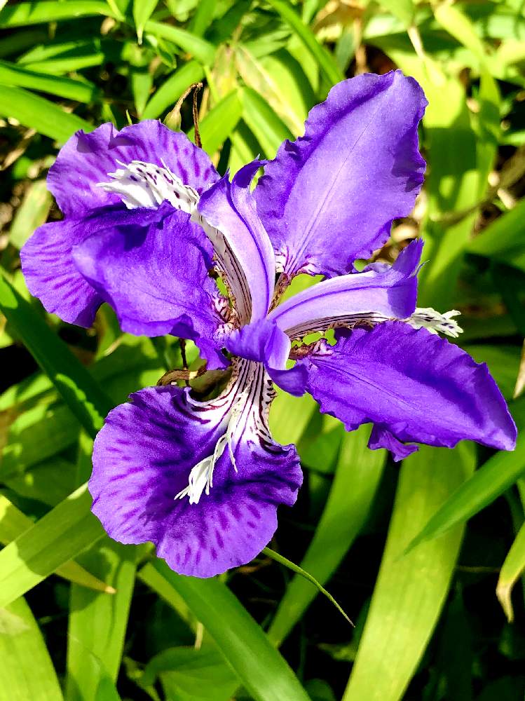 紫の花の投稿画像 By Smile さん ひらひらと青い花マニアと青い春と紫の花とひらひらと青い花マニアと青い春 月5月15日 Greensnap グリーンスナップ Greensnap グリーンスナップ