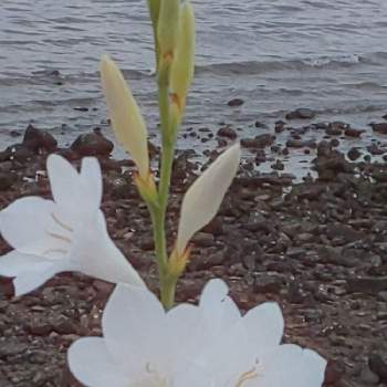 ワトソニアの花の画像 by H.Fさん | お出かけ先と名前を教えて！とワトソニアの花