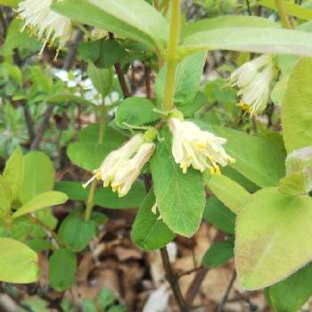 ハスカップ 花の投稿画像一覧 Greensnap グリーンスナップ