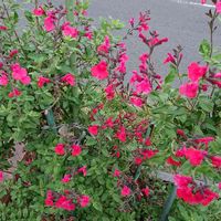 チェリーセージの画像