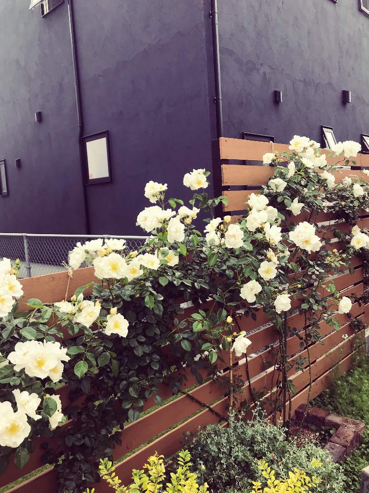 シティオブヨークの投稿画像 By りんごの花さん つるバラとイングリッシュガーデンと花のある暮らしと庭diyと白い花とバラ ミニバラとdiyウッドフェンス 月5月15日 Greensnap グリーンスナップ
