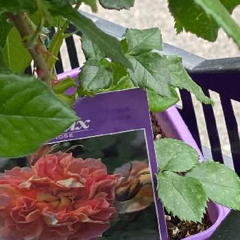 薔薇 ランタン シトロイユの投稿画像一覧 Greensnap グリーンスナップ