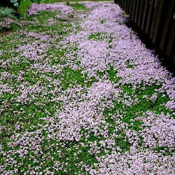 タイム・ロンギカウリスの画像 by キーたんさん | 広い庭とタイム・ロンギカウリスときれいとガーデニング初心者と꒰ღ˘◡˘ற꒱かわゅ~と花のある暮らしと可愛らしい♡とながーく咲いてね
