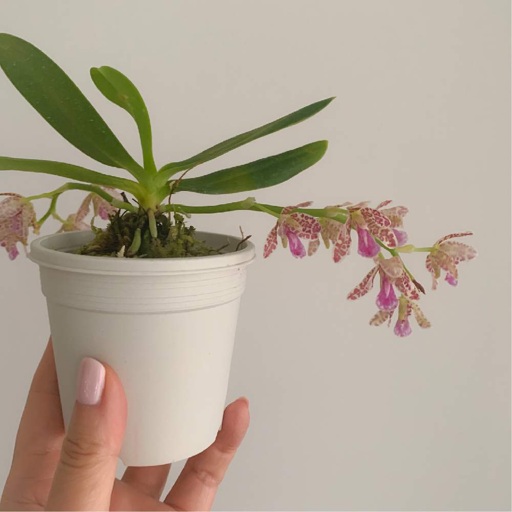 ナゴランの投稿画像 By 黒兎さん ナゴラン交配種とナゴラン とおうち園芸とお花に癒されてと蘭が好きとらんとバンドプシス パリシーと名護蘭 と斑女子と 名護蘭 バンドプシス パリシー 名護蘭 月5月15日 Greensnap グリーンスナップ