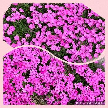 モコモコにの画像 by キムチさん | 広い庭と芝桜と山形と開花と可愛い！！とモコモコにと植中毒とピンクの絨毯憧れと花のある暮らし