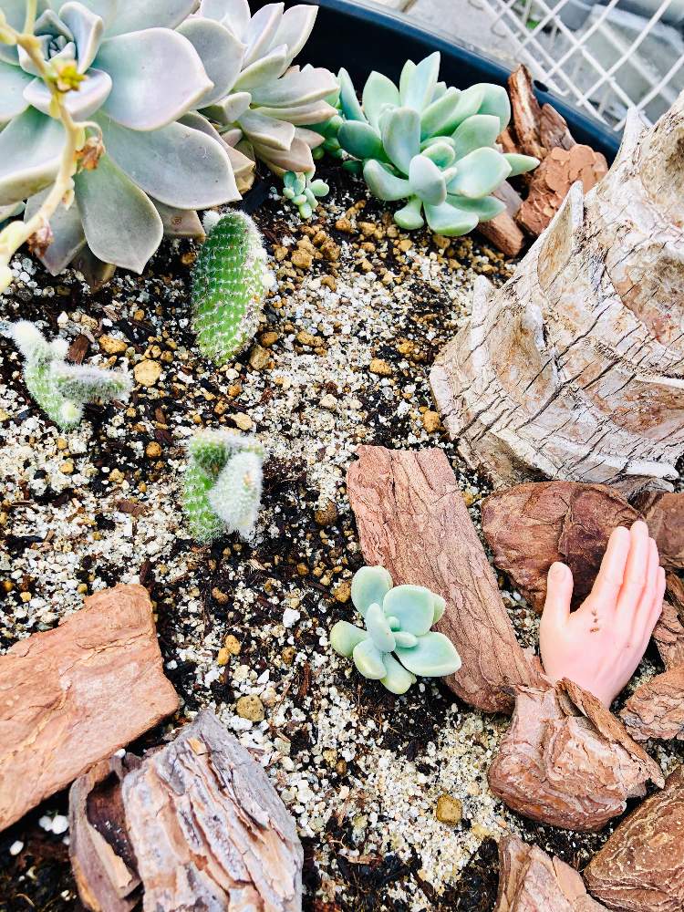 フェニックスロベレニーの投稿画像 By ᶠᶸᶜᵏ D Hipさん 朧月とフーケリーとウチワサボテンと人の手と多肉植物と毒ガエルと毒ガエルのある暮らしとのある暮らしと多肉女子と家庭内金魚奮闘記と花のある暮らしとfuck コロナと家庭菜園奮闘日記と人の手がある暮らし