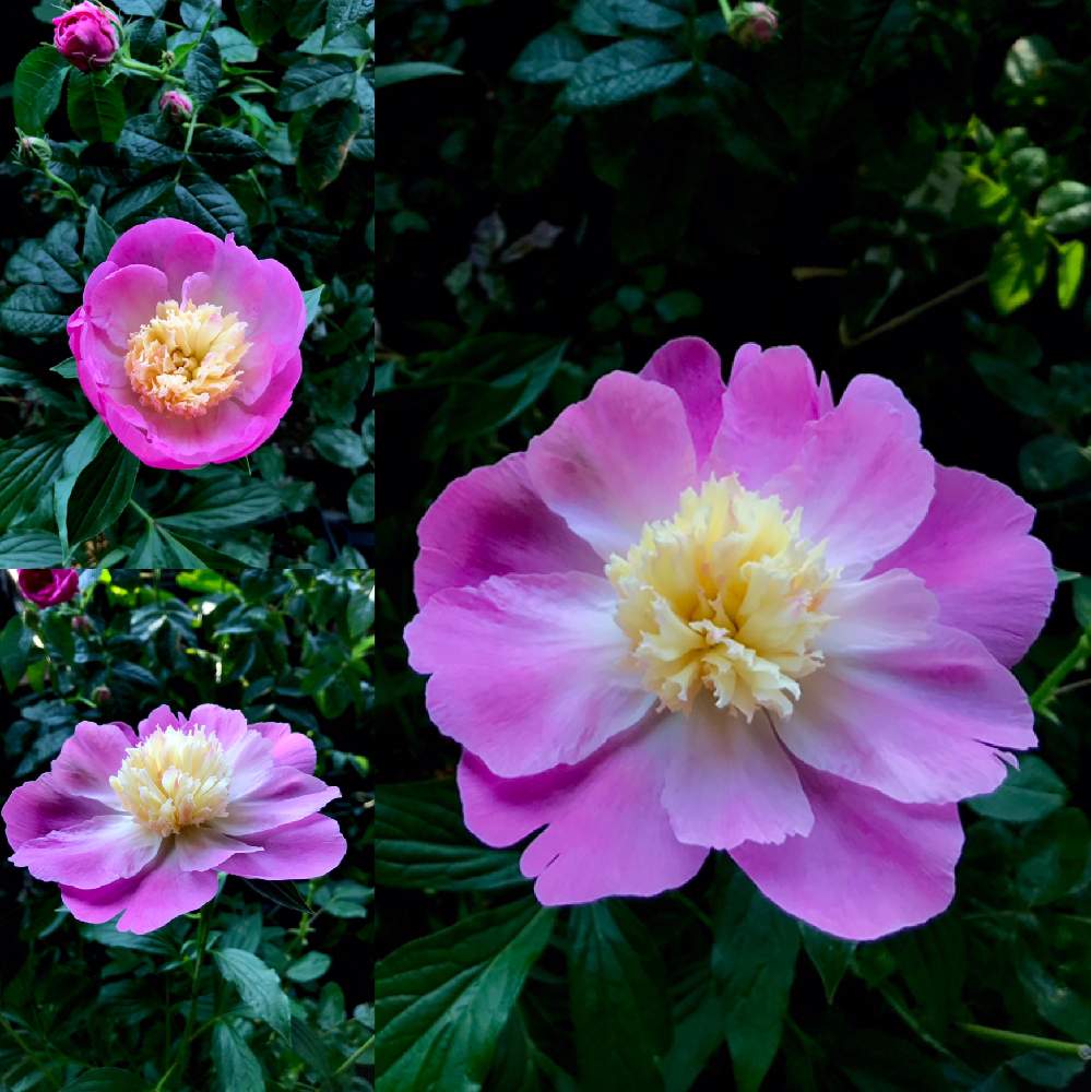 シャクヤクの投稿画像 By ゆーこさん 芍薬とシャクヤク サンタフェと花のある暮らし 月5月15日 Greensnap グリーンスナップ