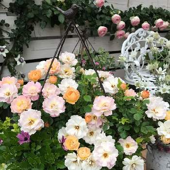 ミニバラ  プリズムの画像 by yuh(ゆう)さん | 小さな庭と寄せ植えとお花だい好きと癒しと小さな花壇とおうち園芸と花壇・植え込みと我が家の花壇と花のある暮らしとミニバラ  プリズムと『バラとクレマチス』フォトコン