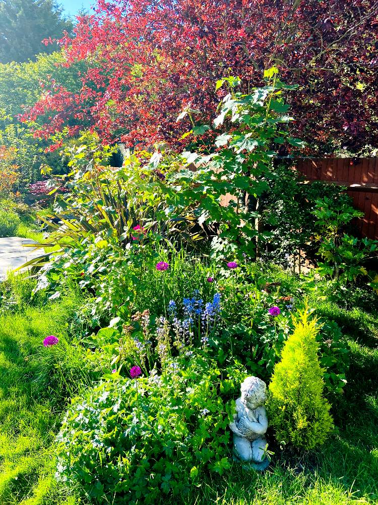 ばら バラ 薔薇の投稿画像 By Melodyさん ピンクの花とイングリッシュブルーベル と春の花たちと希望と ゼラニウムとお花大好きとロンドンとナチュラルガーデンとイギリスとアジサイ 紫陽花と我が家の庭とアリウム 月5月15日 Greensnap グリーンスナップ