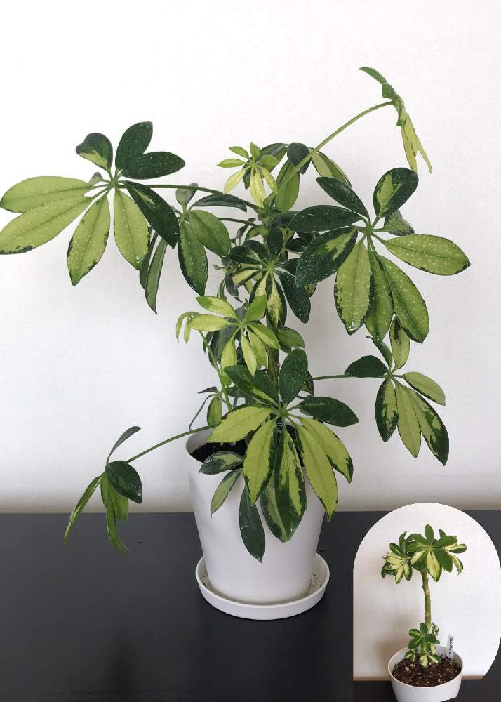 シェフレラの投稿画像 By Nicoさん シェフレラ属と観葉植物と挿し木と成長記録とn 104とシェフレラ挿し木 月5月15日 Greensnap グリーンスナップ