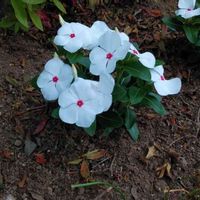 ニチニチソウの画像