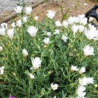 マツバギクの画像