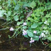 ムラサキハナナの画像