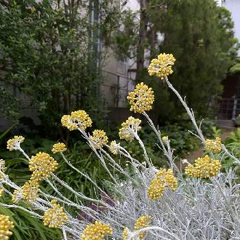 ヘリクリサム シルバースノーの投稿画像一覧 Greensnap グリーンスナップ