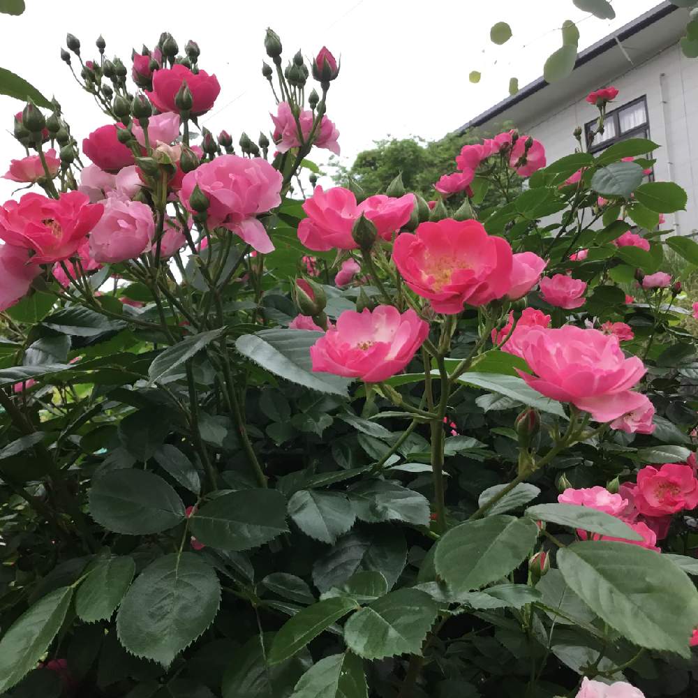 つるバラ アンジェラの投稿画像 By ちょこさん 薔薇アンジェラと花の香りとピンクの花とおうち園芸と庭の植物とバラの季節と花 のある暮らしとバラ ミニバラとかわいい花と地植え 月5月15日 Greensnap グリーンスナップ
