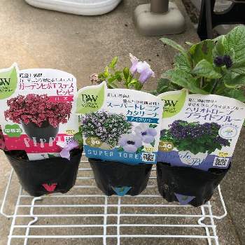 ガーデンヒポエステス ピッピ Proven Winners Pw ガーデニング 園芸 花苗 低木 多肉植物 花 植物