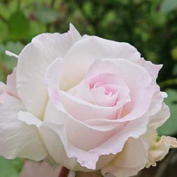 キルケ バラの画像 by レイニーブルーさん | 小さな庭とHTCとキュンキュン乙女倶楽部と薔薇愛同盟とバラのある暮らしとおうち園芸と2020RainyBlueGardenバラとキルケ バラとGSでバラ園と花のある暮らしとロサオリエンティスとロザリアンと優しい色と花が好きとバラを楽しむと優しい気持ち
