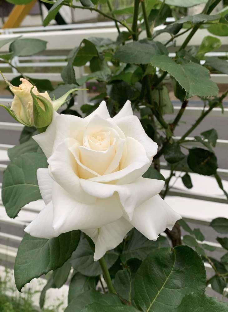 バラ パスカリの投稿画像 By はまゆうさん ばら バラ 薔薇と大輪と家の庭と春の庭とおうち園芸と蕾 つほみ 月5月15日 Greensnap グリーンスナップ