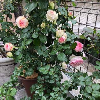 新米の画像 by よーみさん | 小さな庭と開花中と薔薇に魅せられてと新米と新米ロザリアンとピエールと薔薇♪とバラ・ミニバラと薔薇の花