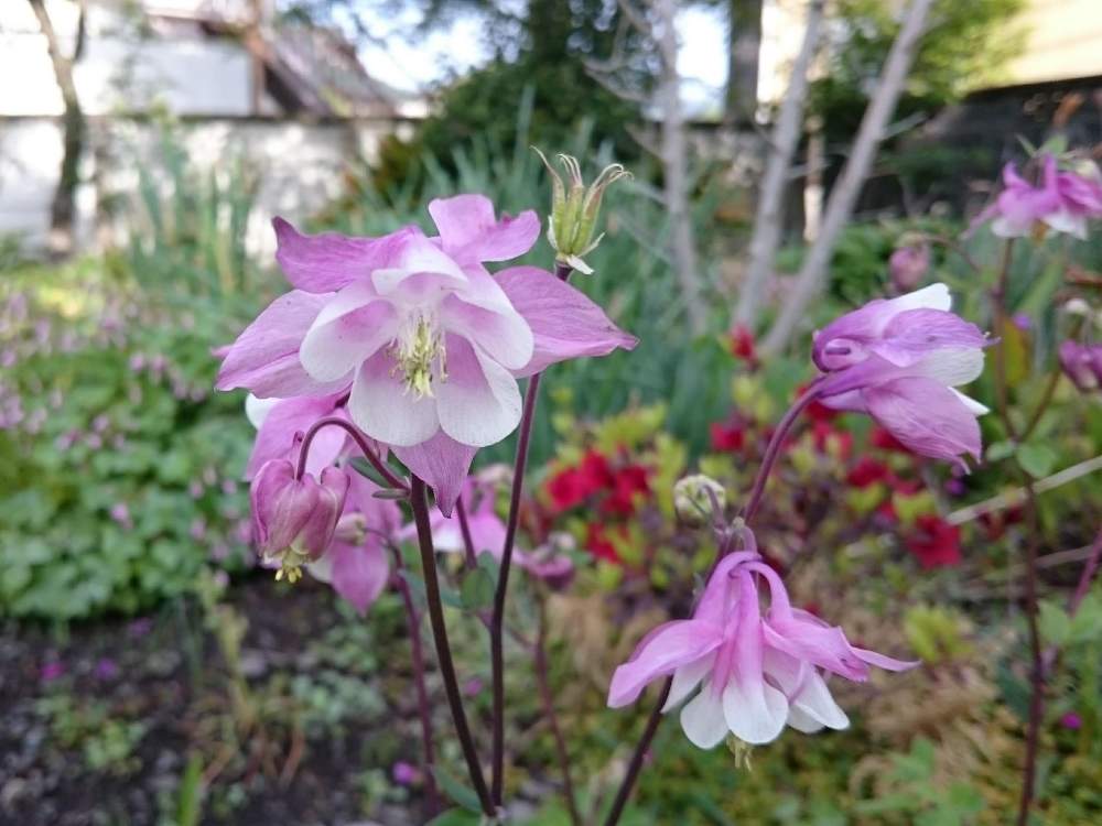 オダマキの投稿画像 by かおたんさん｜花のある暮らし♡と暑い！と5月と自然とピンクの花と花好きさんと繋がりたいと