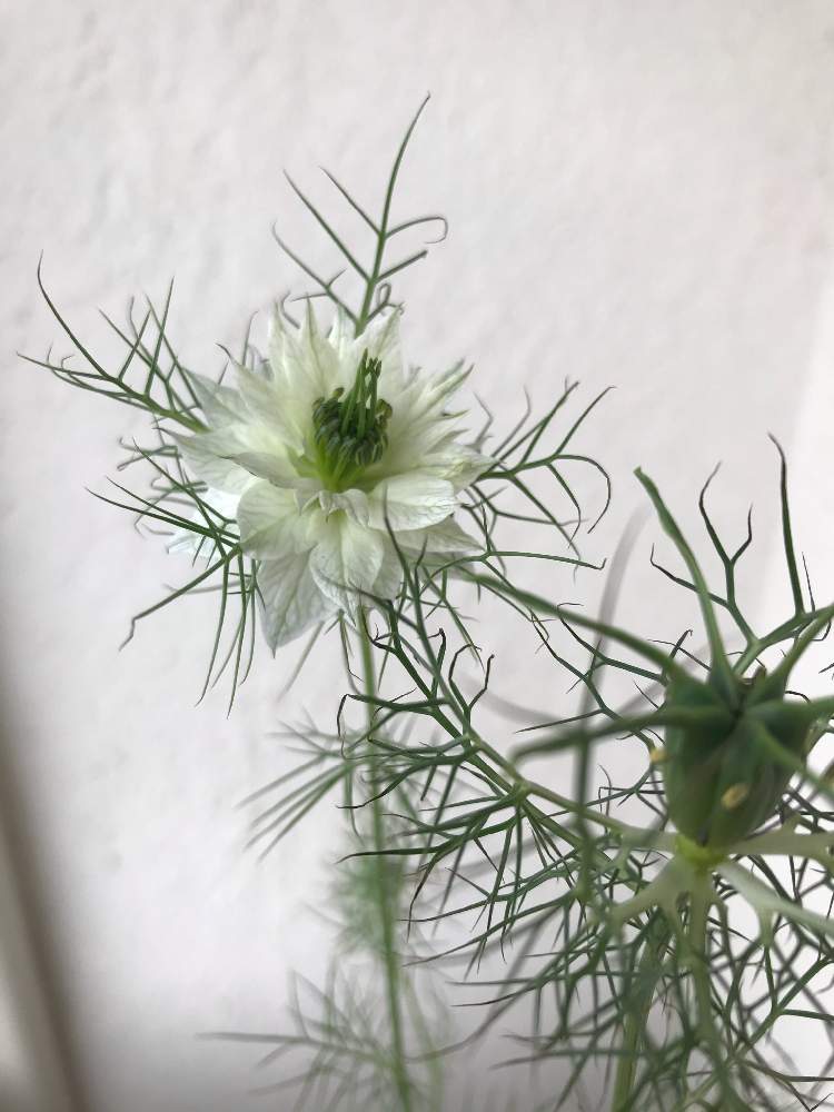 ニゲラの投稿画像 By 噴水さん 春から夏へとさいた と散っちゃった とおうち園芸と5月の花と花のある暮らしとかわいいな 月5月15日 Greensnap グリーンスナップ