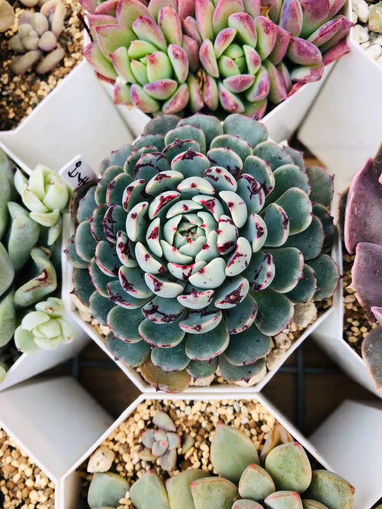 エケベリア ピノキオの投稿画像 By たこさんさん 小さな庭と多肉植物と多肉寄せ植えと多肉植物と多肉寄せ植え 月5月15日 Greensnap グリーンスナップ Greensnap グリーンスナップ