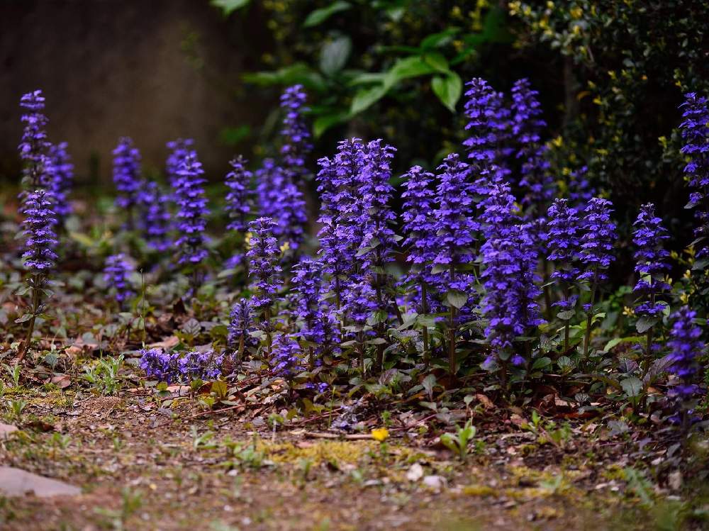 じゅうにひとえ 十二単 の投稿画像 By Oliveさん My Gardenとgardeningと癒しとおうち園芸と十二単衣 と花のある暮らし 月5月15日 Greensnap グリーンスナップ