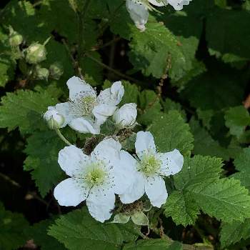 ヨーロピアンデューベリーの投稿画像一覧 Greensnap グリーンスナップ