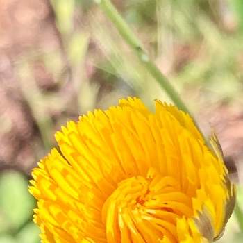 エコの日の投稿画像一覧 Greensnap グリーンスナップ