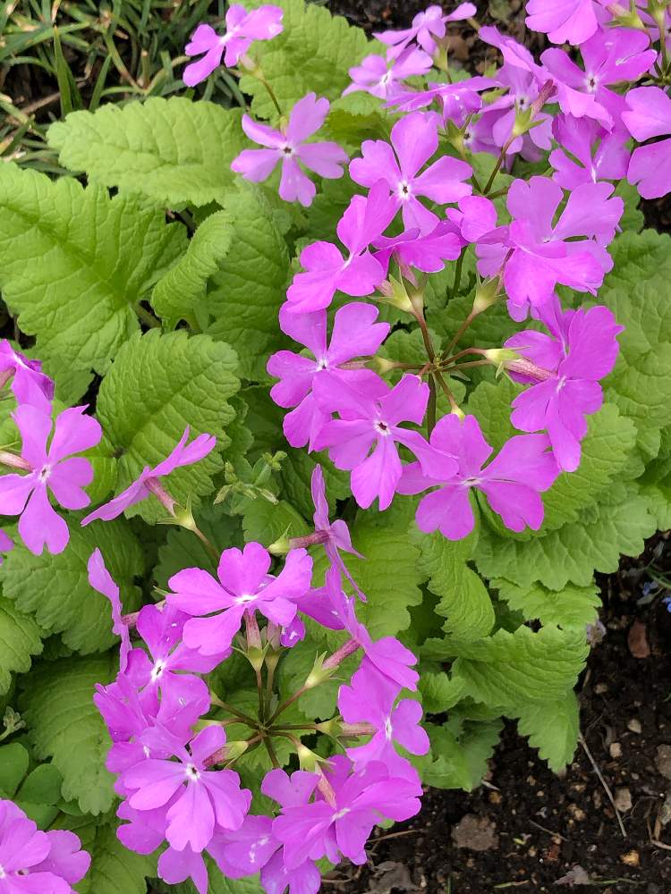 サクラソウの投稿画像 By ハメドさん 道端の草花とお散歩と紫の花と道端徘徊同盟 月5月16日 Greensnap グリーンスナップ