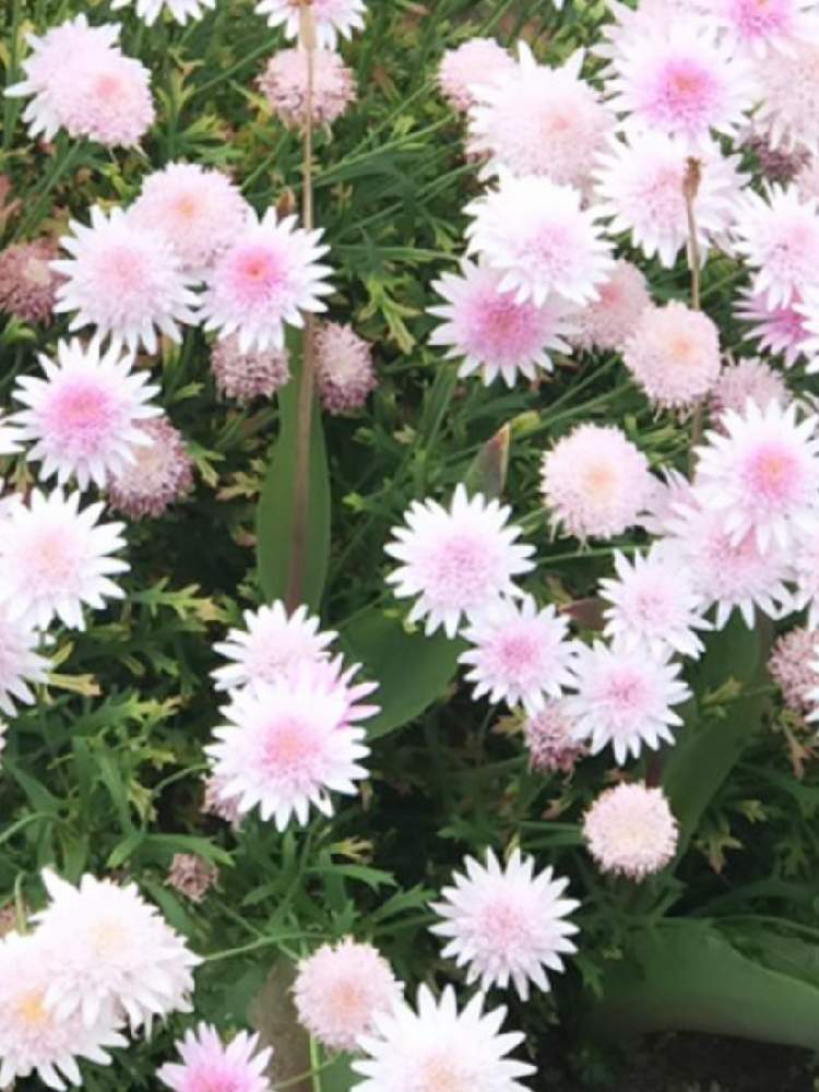 ティアラさんの投稿画像 月5月16日 Greensnap グリーンスナップ