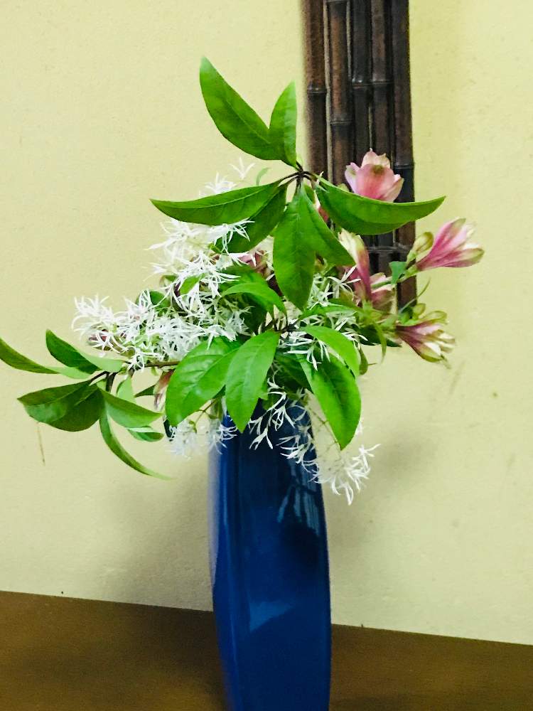 花のある暮らしの投稿画像 By Momoちゃんさん 今日のお花とおうちで飾るお花 月5月16日 Greensnap グリーンスナップ