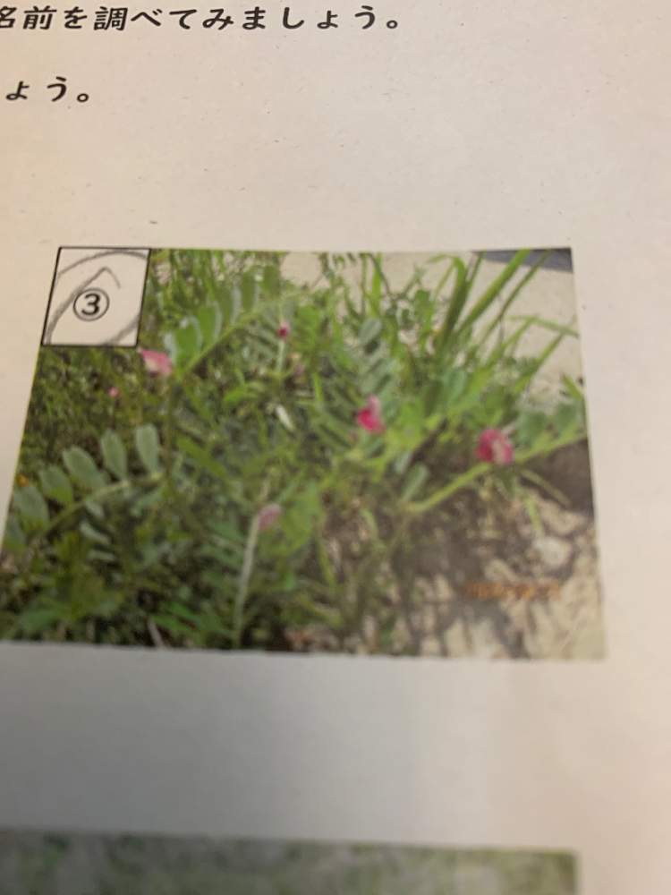 りひとぱぱさんの投稿画像 05 16 09 27 02 0 Greensnap グリーンスナップ Greensnap グリーンスナップ