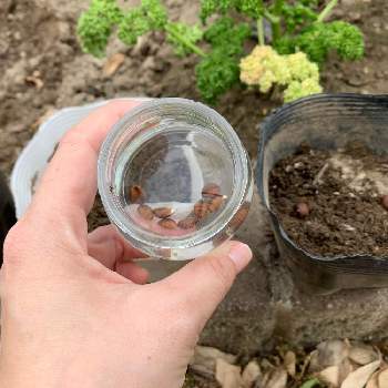 朝顔の種 の投稿画像一覧 Greensnap グリーンスナップ