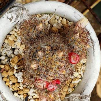 マミラリア　松霞の画像 by Mistyさん | マミラリア　松霞と花のある暮らしと千葉タニラーと多肉女子