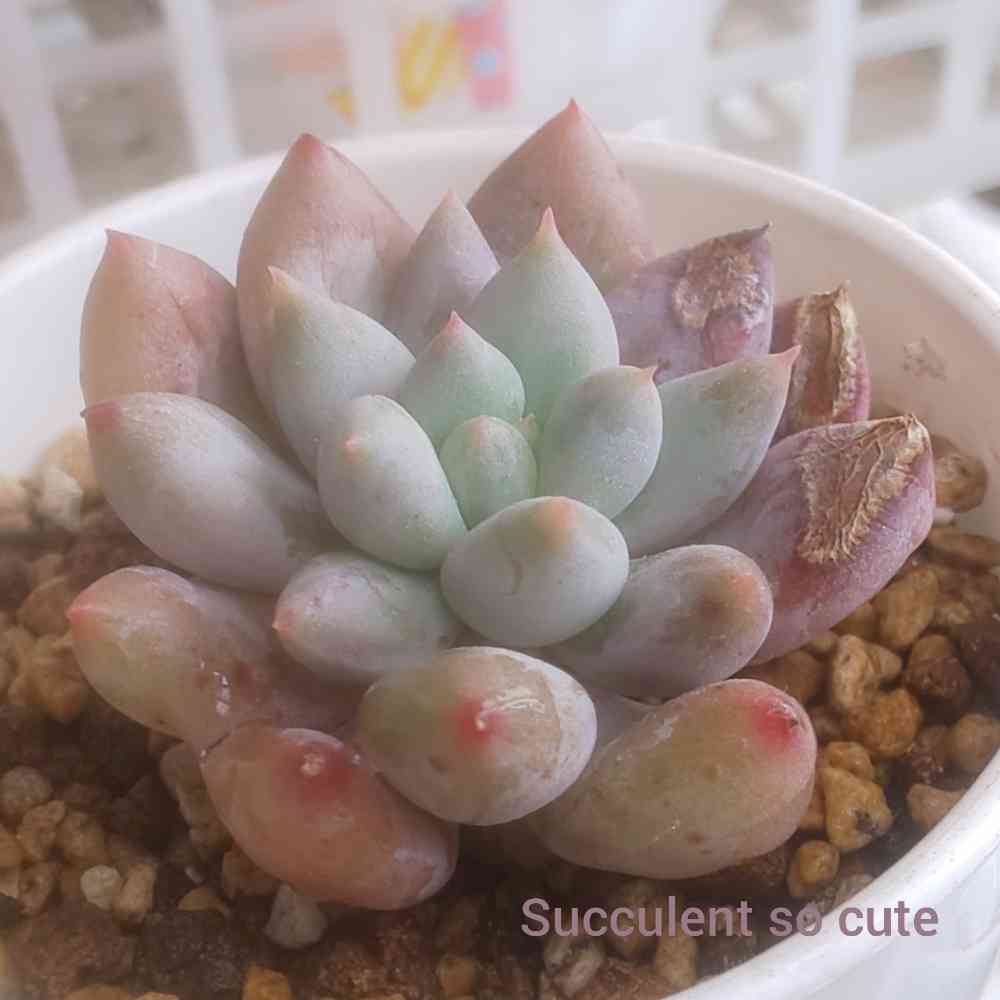 cute ♥️ コロラータ×ベビーフィンガーの一覧｜🍀GreenSnap（グリーン