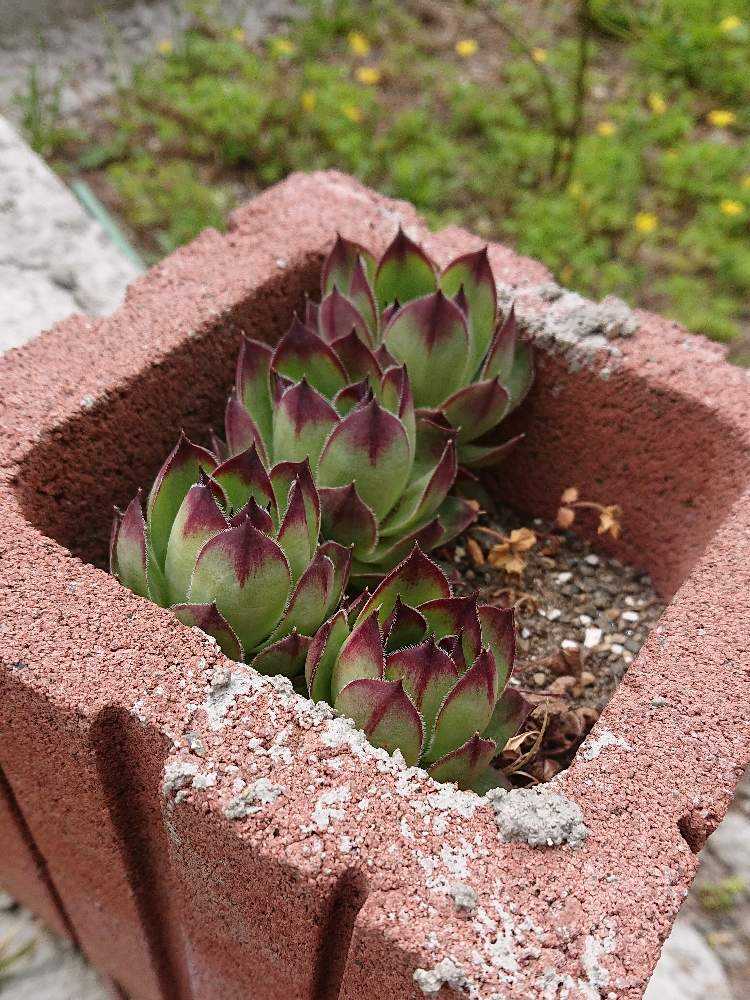 素人目線の寒冷地 グランドカバー Greensnap グリーンスナップ