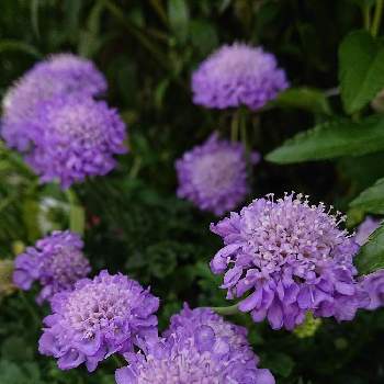 春花壇の投稿画像一覧 Greensnap グリーンスナップ