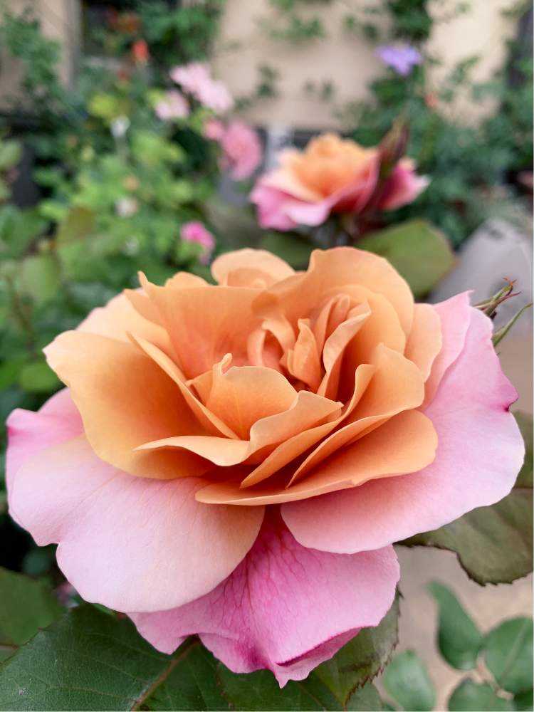 2020年 春開花バラ🌹まとめ①｜🍀GreenSnap（グリーンスナップ）
