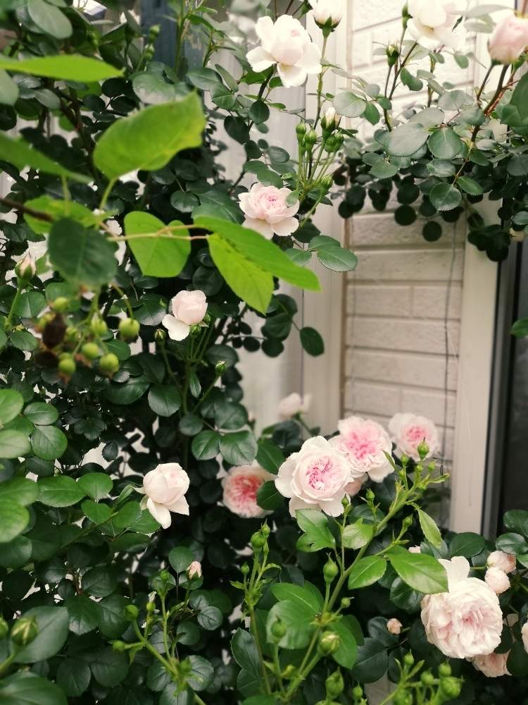 バラ シンデレラの投稿画像 By Puttinさん 小さな庭とばら バラ 薔薇と手作りの庭とつるバラとおうち園芸とガーデニングと花のある暮らしとバラ の地植えとロザリアンとばら バラ 薔薇と手作りの庭とつるバラとおうち園芸とガーデニングと花のある暮らしとバラの地植えと